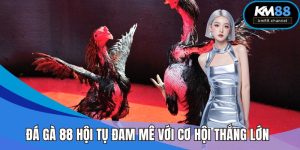 Đá Gà 88 KM88 – Nơi Hội Tụ Đam Mê Và Cơ Hội Trúng Lớn