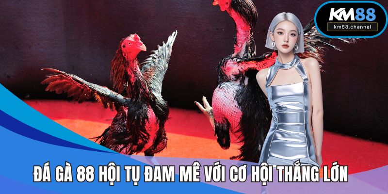 Đá Gà 88 KM88 – Nơi Hội Tụ Đam Mê Và Cơ Hội Trúng Lớn