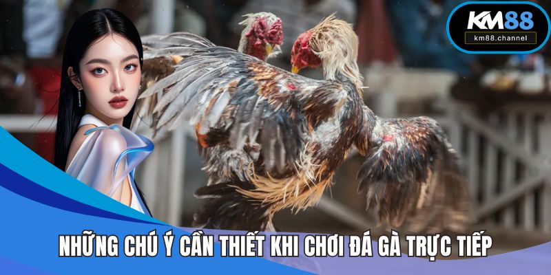 Những chú ý cần thiết khi chơi đá gà trực tiếp