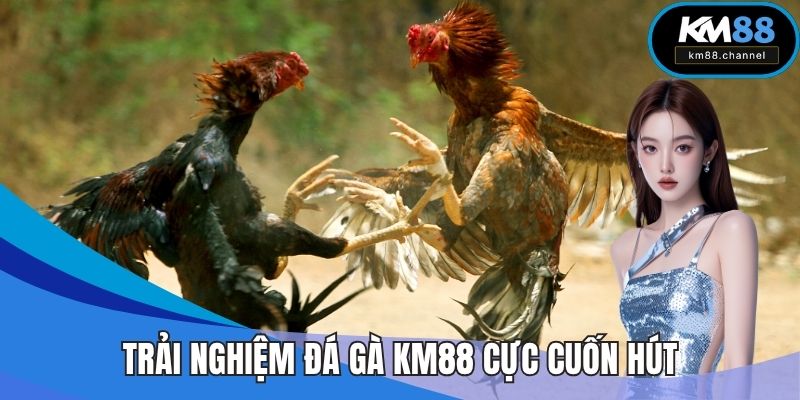 Trải nghiệm đá gà KM88 cực cuốn hút