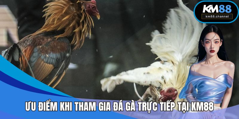 Ưu điểm khi tham gia đá gà trực tiếp tại KM88